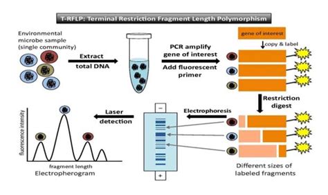 Canadian journal of forest research, 21: NCBI-BLAST homepage Restriction fragment length ...