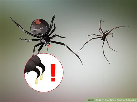 The females are noticeably bigger than the males, at about 40 mm long, while males measure. 3 Ways to Identify a Redback Spider - wikiHow