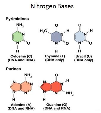 And each of the nucleotides on one side of the strand pairs with a specific nucleotide on the other. Nitrogen Bases - Nucleic Acids