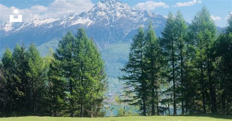 Green Pine Trees Near Mountain Under Blue Sky During Daytime Photo
