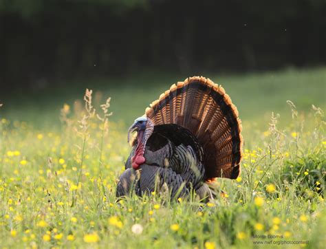6 tips for feeding wild turkeys with your garden the national wildlife federation blog