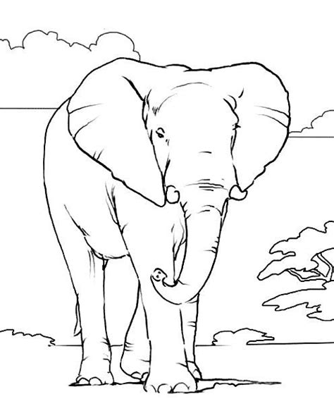 African Elephant Color Page Elephant Coloring Page Elephant Outline