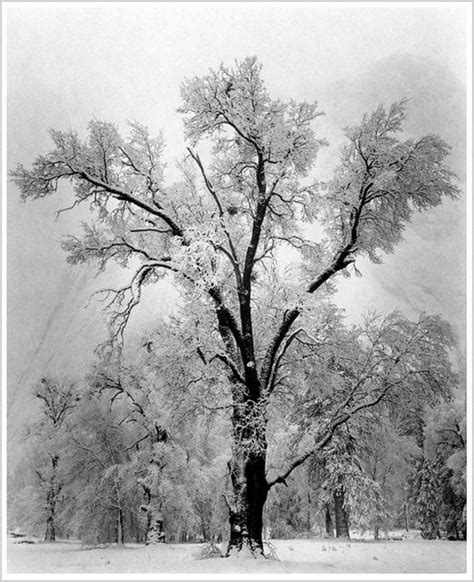 Oak Tree Snowstorm Yosemite National Park California 1948 By Ansel