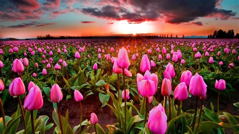 Pink Flowers Field Under Black Cloudy Sky During Sunset Hd Spring