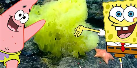Spongebob Squarepants And Patrick Star Lookalikes Spotted By Marine