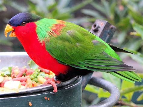 8 Beautiful Birds To Look Out For In Fiji