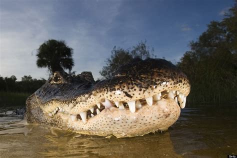 Look Monster Alligator Fight Captured In Grisly Photos Scary