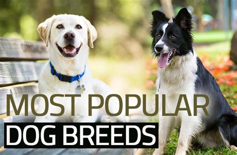 20 Most Popular Dog Breeds In 2018 Attention Trust