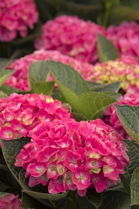 152 отметок «нравится», 2 комментариев — armstrong garden centers (@armstronggarden) в instagram: Seaside Serenade® Martha's Vineyard Hydrangea - Monrovia ...