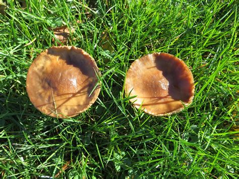 Mushroom Siblings Mushroom Siblings Crane Estate Ipswich Flickr