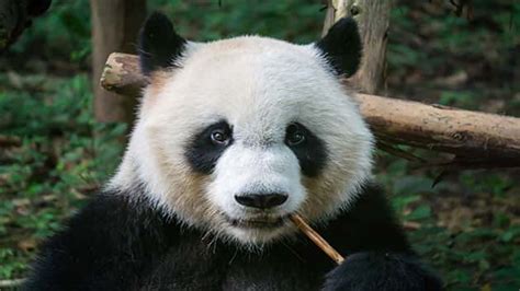 Basi The Worlds Oldest Giant Panda In Captivity Dies At 37