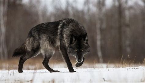 768 x 1024 jpeg 421 кб. Black Timber Wolf - Recherche Google | Timber wolf, Wolf ...