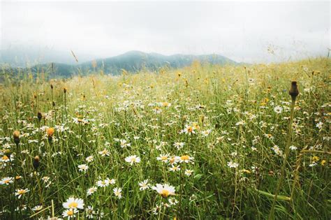 Beautiful Summer Meadow With Daisy And Dandelion Flowers In Lush Green