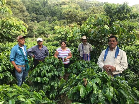 6000 Small Scale Coffee Farms In Central America And The Dominican Republic Boosted Their