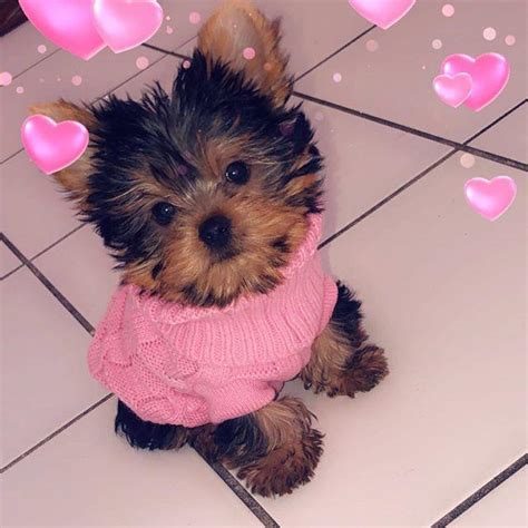 Maybe you would like to learn more about one of these? Yorkshire Terrier, Very Tiny Teacup Yorkie puppies., Dogs, for Sale, Price