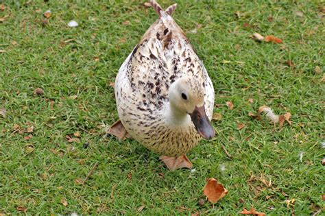 Последние твиты от harley the welsh harlequin duckling (@ccrap75). Welsh Harlequin Duck