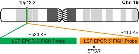 Epor Break Apart Fish Probe Kit Cytotest