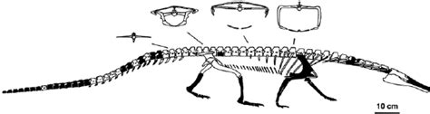 Reconstructed Skeleton Of Doswellia Kaltenbachi In Lateral View With