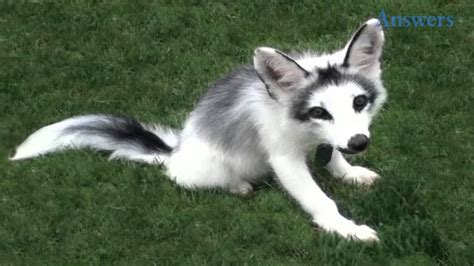 This Adorable Guy Is A Marble Fox He Looks Like Hes Half