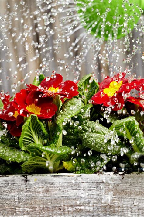 Close Up On Water Pouring From Watering Can Onto Blooming Flower
