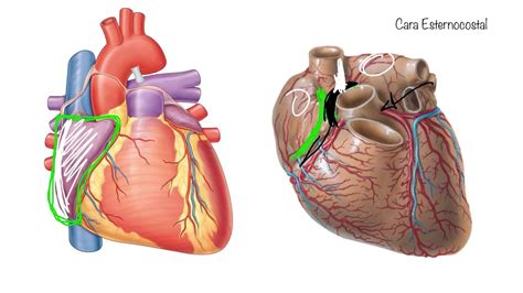 Anatomía Del Corazón Youtube