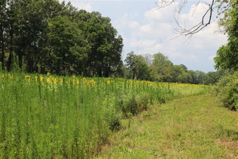 Photos Sunflower Fields Start Blooming In Poolesville Montgomery