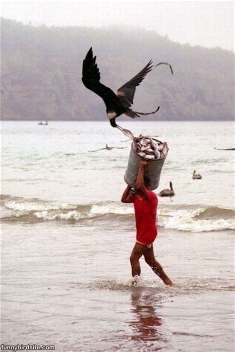A Man Is Walking In The Water With A Bucket On His Head And An Eagle