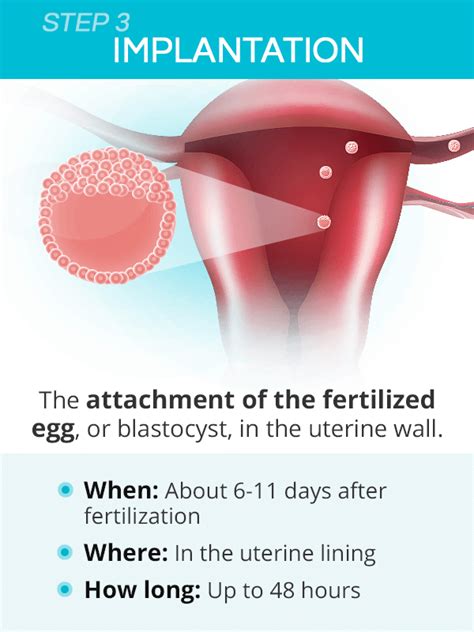 How Conception Works Ovulation Fertilization And Implantation