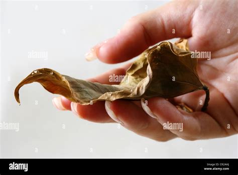 Withered Hand Solo Hi Res Stock Photography And Images Alamy