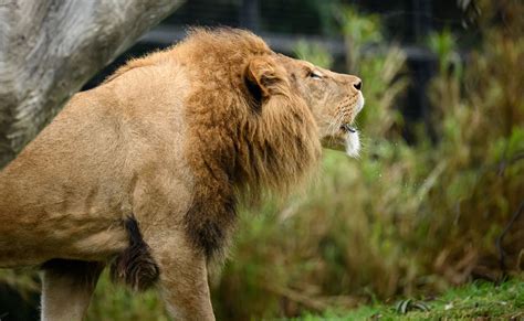 Melbourne Zoo's Roarsome Lions Find Their Voice