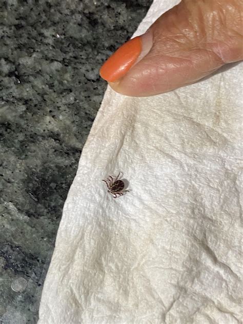 Is This A Tick I Found It On My Moms Scalp And Im Worried R