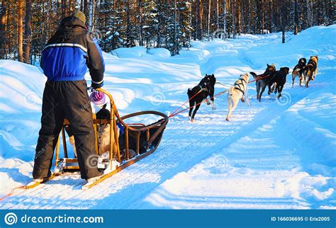 Man Riding Husky Sledge In Lapland In Winter Rovaniemi Reflex Stock