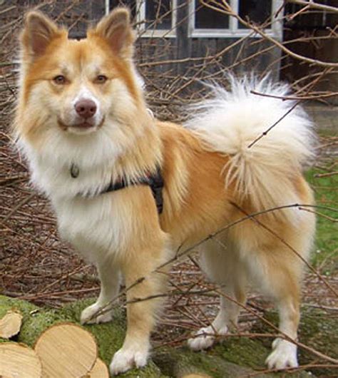 Are Icelandic Sheepdog The Most Intelligent Dogs