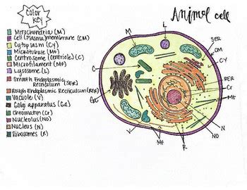 Plant cell and animal cell sketch. Animal Cell Sketch at PaintingValley.com | Explore ...