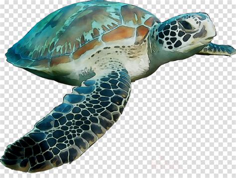 Turtle Transparent Background Posted By Ethan Johnson