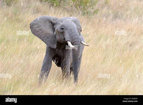 African Elephant Loxodonta Africana Half Grown Bull In Threatening