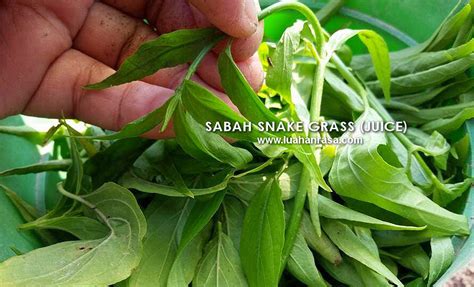 Clinacanthus nutans (burm.f.) lindau is an herbaceous plant that has long been used for traditional medicinal purposes in asia. Herbs Info: Sabah Snake Grass - Healing & Benefits
