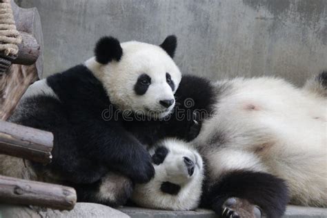 Mother Panda And Panda Cub Chengdu China Stock Photo Image Of
