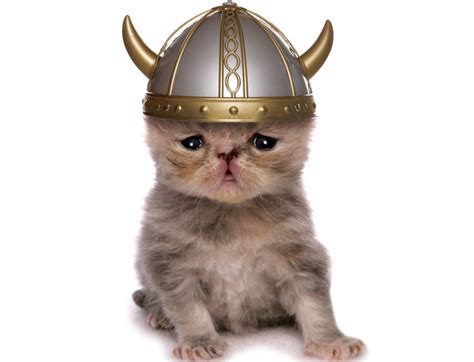 Early Cats Traveled With Vikings And Farmers Live Science