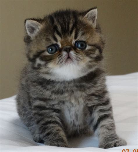 Exotic Short Haired Kittens For Sale Cattery Exotic Shorthair Cats