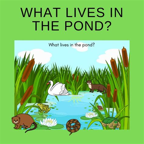 Free Who Lives In The Pond Printable Activity Pond Life Theme Pond