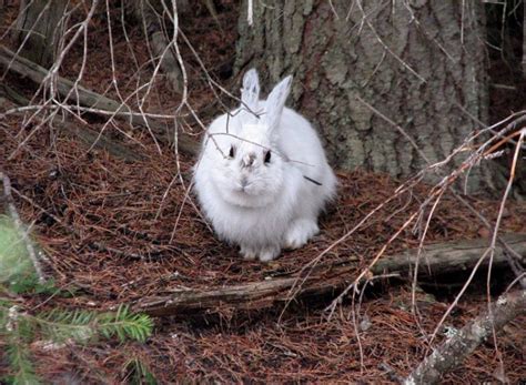 Download in under 30 seconds. Snowshoe Hare Facts, Habitat, Diet, Call, Adaptations and ...