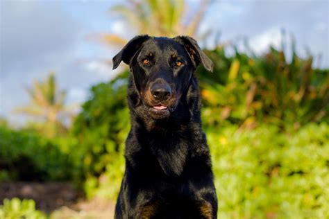 14 Black And Tan Dog Breeds