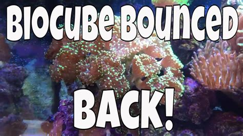 Reef Tank Survived The Crash Update Fishfam Youtube