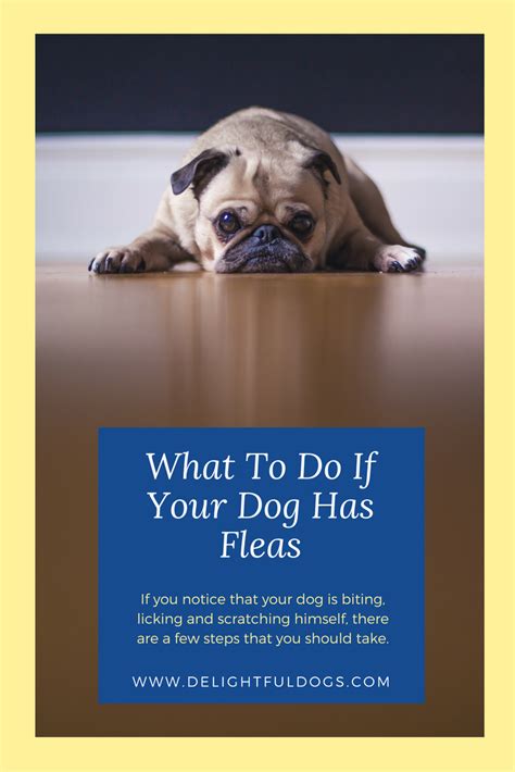What To Do If Your Dog Has Fleas If You Notice Fleas On Your Dog