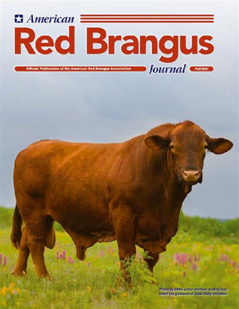 Fall 2021 Arba Journal Available Now American Red Brangus Association