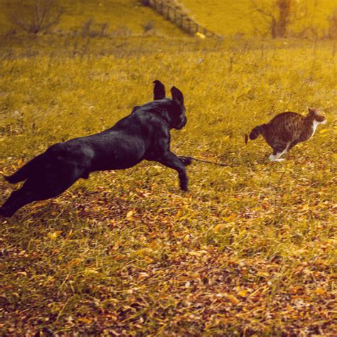 Do Dogs Really Chase Cats