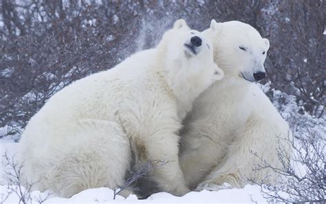 Two Cuddling Polar Bears Wallpaper Hd Animals Wallpapers