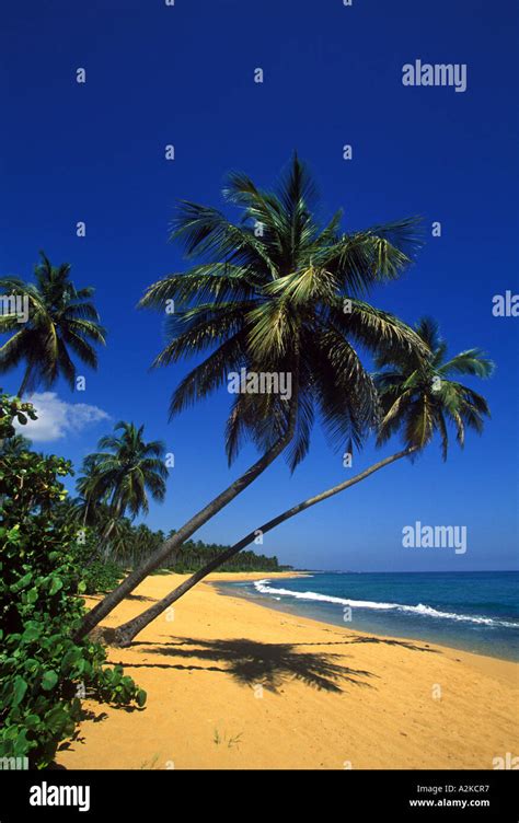 Caribbean Puerto Rico San Juan Isla Verde Palm Tree Lined Beach