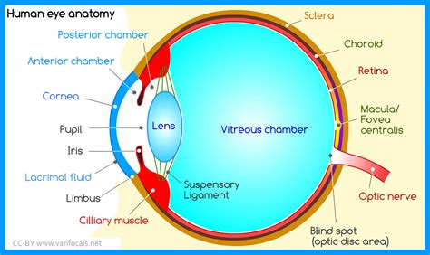 Human Eye Anatomy Structure And Function Diagram